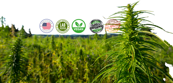 Find the Best CBD Brands with Our Comprehensive Guide.